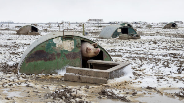 Pig peeking out of pigsty, surrounded by snow